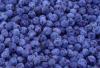 iqf wild blueberry(sales9 at lgberry dot com dot cn)